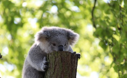 Photo of a koala on a tree stump